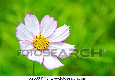 Stock Image - Cosmos. Fotosearch