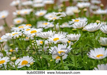 Picture - Daisies. Fotosearch