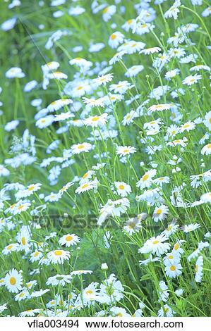 Daisies View Large Photo Image Picture - Daisies. Fotosearch