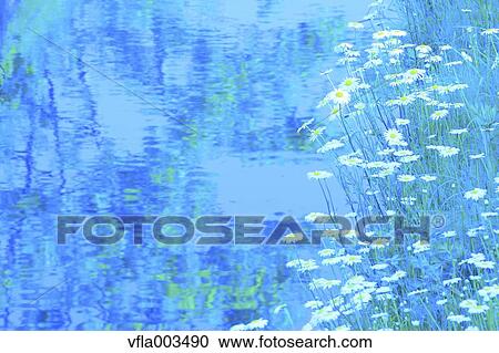 Daisies View Large Photo Image Stock Image - Daisies. Fotosearch
