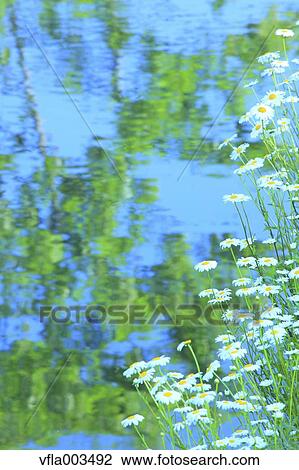 Daisies View Large Photo Image Stock Image - Daisies. Fotosearch