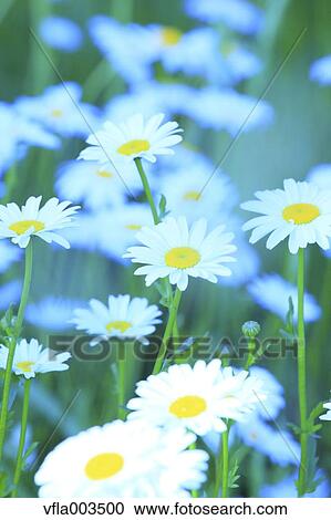 Daisies View Large Photo Image Stock Image - Daisies. Fotosearch
