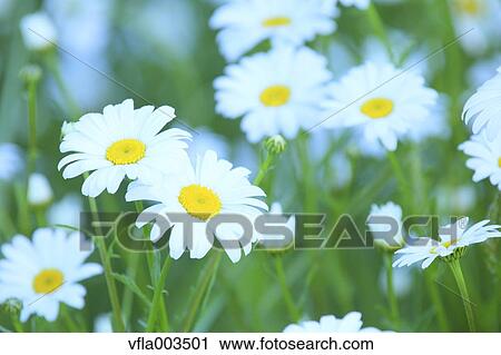 Stock Image - Daisies. Fotosearch