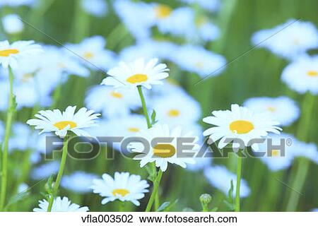 Stock Image - Daisies. Fotosearch