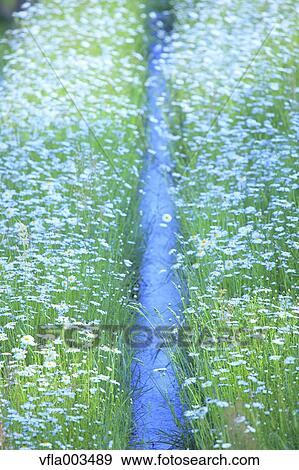 Daisies View Large Photo Image Stock Photo - Daisies. Fotosearch