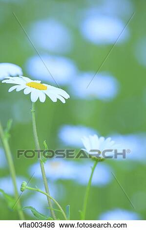 Daisies View Large Photo Image Stock Photo - Daisies. Fotosearch