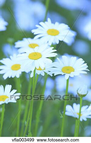 Stock Photo - Daisies. Fotosearch