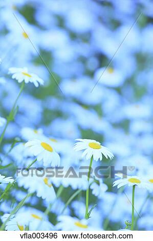 Daisies View Large Photo Image Stock Photograph - Daisies. Fotosearch