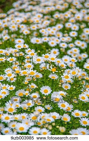 Daisies View Large Photo Image Stock Photography - Daisies. Fotosearch