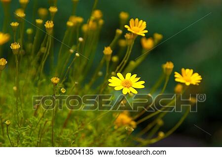 Stock Photography - Daisies. Fotosearch
