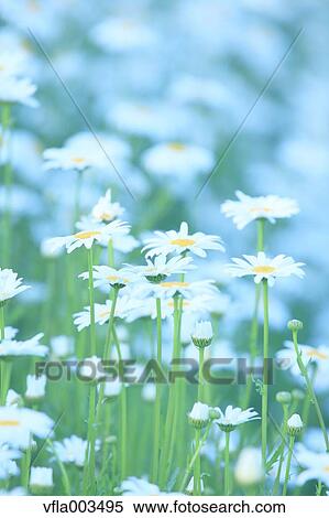 Stock Photography - Daisies. Fotosearch