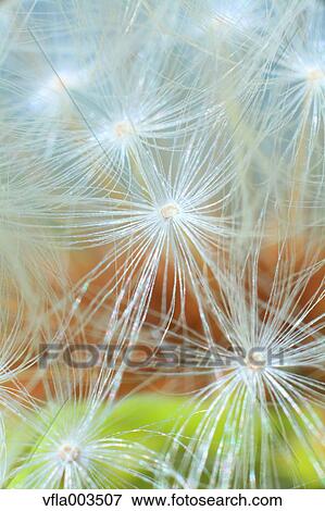 Dandelion View Large Photo Image Stock Photo - Dandelion. Fotosearch