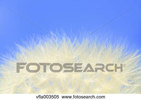 Dandelion View Large Photo Image Stock Photography - Dandelion. Fotosearch