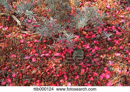 Fallen pink petals View Large Photo Image Picture - Fallen pink petals. Fotosearch