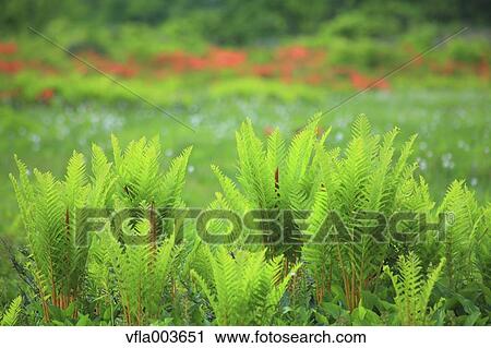 Fern View Large Photo Image Stock Image - Fern. Fotosearch
