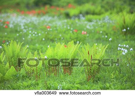 Stock Photo - Fern. Fotosearch
