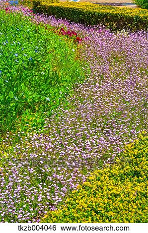 Stock Photograph - Flower field. Fotosearch
