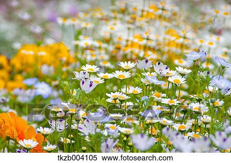 Stock Photography - Flower field. Fotosearch