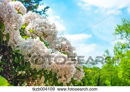 Flower garden View Large Photo Image Stock Photo - Flower garden. Fotosearch