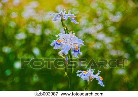 Fringed Iris View Large Photo Image Stock Photo - Fringed Iris. Fotosearch