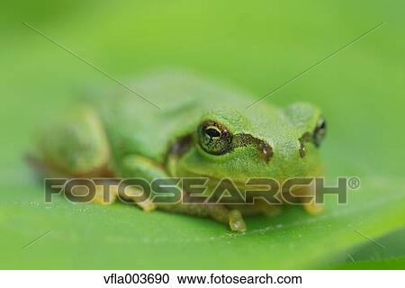 Stock Image - Frog on a leaf. Fotosearch