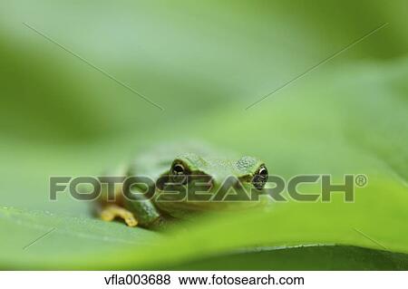 Stock Photo - Frog on a leaf. Fotosearch