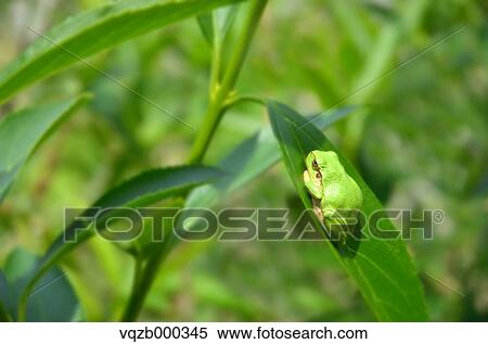 Stock Photography - Frog on a leaf. Fotosearch