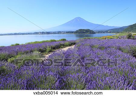 Fuji Five Lakes, Yamanashi Prefecture, Japan View Large Photo Image Picture - Fuji Five Lakes, Yamanashi Prefecture, Japan. Fotosearch