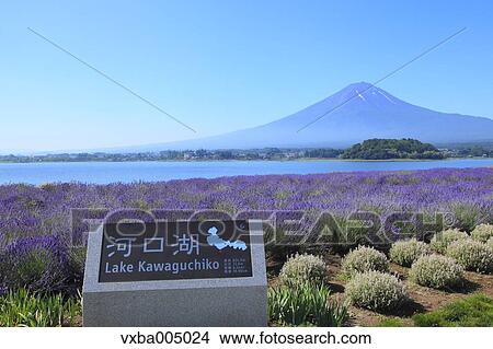 Fuji Five Lakes, Yamanashi Prefecture, Japan View Large Photo Image Picture - Fuji Five Lakes, Yamanashi Prefecture, Japan. Fotosearch