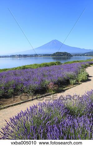 Fuji Five Lakes, Yamanashi Prefecture, Japan View Large Photo Image Stock Image - Fuji Five Lakes, Yamanashi Prefecture, Japan. Fotosearch