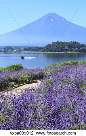Fuji Five Lakes, Yamanashi Prefecture, Japan View Large Photo Image Stock Image - Fuji Five Lakes, Yamanashi Prefecture, Japan. Fotosearch