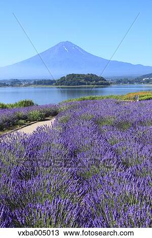 Fuji Five Lakes, Yamanashi Prefecture, Japan View Large Photo Image Stock Image - Fuji Five Lakes, Yamanashi Prefecture, Japan. Fotosearch