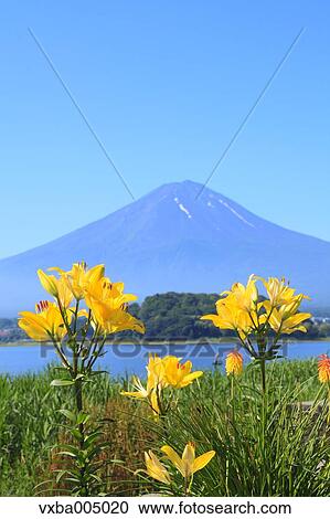 Fuji Five Lakes, Yamanashi Prefecture, Japan View Large Photo Image Stock Image - Fuji Five Lakes, Yamanashi Prefecture, Japan. Fotosearch