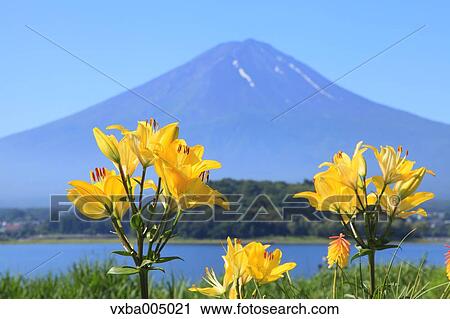 Fuji Five Lakes, Yamanashi Prefecture, Japan View Large Photo Image Stock Image - Fuji Five Lakes, Yamanashi Prefecture, Japan. Fotosearch