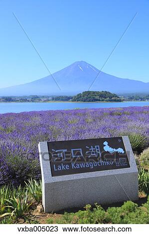 Fuji Five Lakes, Yamanashi Prefecture, Japan View Large Photo Image Stock Image - Fuji Five Lakes, Yamanashi Prefecture, Japan. Fotosearch