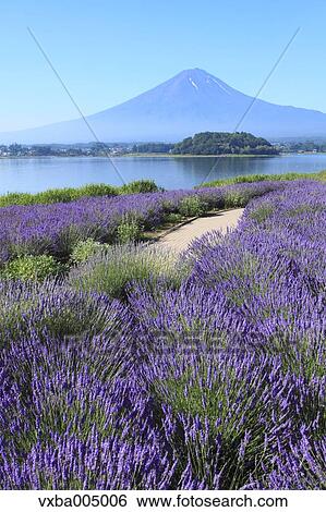 Fuji Five Lakes, Yamanashi Prefecture, Japan View Large Photo Image Stock Photograph - Fuji Five Lakes, Yamanashi Prefecture, Japan. Fotosearch