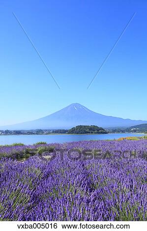 Fuji Five Lakes, Yamanashi Prefecture, Japan View Large Photo Image Stock Photograph - Fuji Five Lakes, Yamanashi Prefecture, Japan. Fotosearch