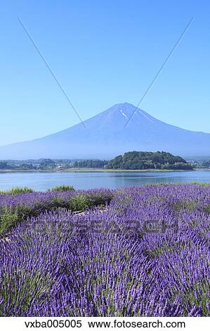 Fuji Five Lakes, Yamanashi Prefecture, Japan View Large Photo Image Stock Photography - Fuji Five Lakes, Yamanashi Prefecture, Japan. Fotosearch