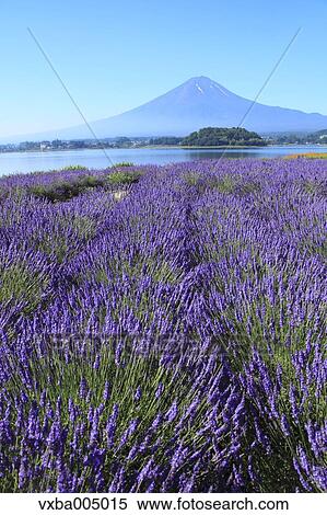 Fuji Five Lakes, Yamanashi Prefecture, Japan View Large Photo Image Stock Photography - Fuji Five Lakes, Yamanashi Prefecture, Japan. Fotosearch