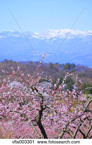 Fukushima Prefecture, Japan View Large Photo Image Stock Image - Fukushima Prefecture, Japan. Fotosearch