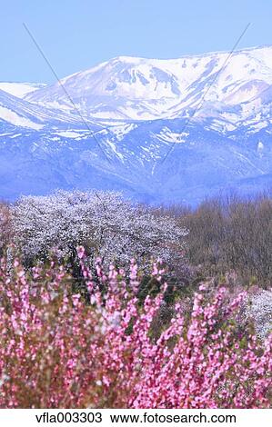 Stock Image - Fukushima Prefecture, Japan. Fotosearch
