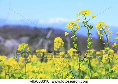 Fukushima Prefecture, Japan View Large Photo Image Stock Image - Fukushima Prefecture, Japan. Fotosearch