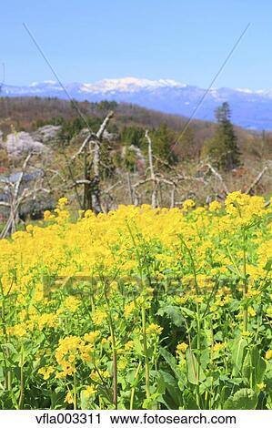 Fukushima Prefecture, Japan View Large Photo Image Stock Image - Fukushima Prefecture, Japan. Fotosearch
