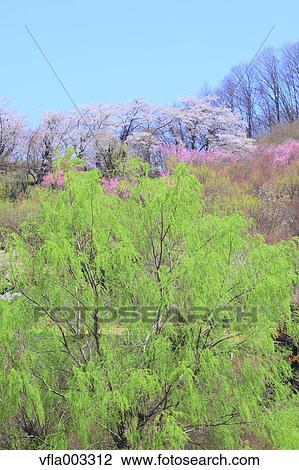 Fukushima Prefecture, Japan View Large Photo Image Stock Image - Fukushima Prefecture, Japan. Fotosearch