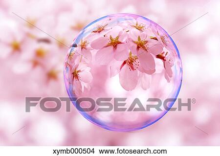 Glass globe and cherry blossoms View Large Photo Image Picture - Glass globe and cherry blossoms. Fotosearch