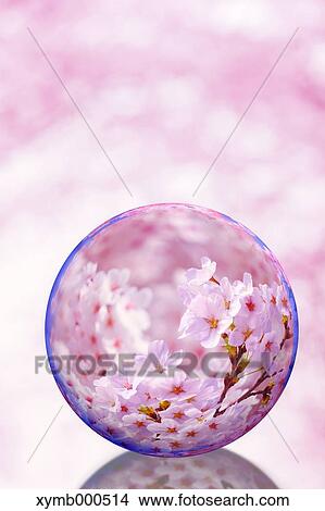 Glass globe and cherry blossoms View Large Photo Image Picture - Glass globe and cherry blossoms. Fotosearch