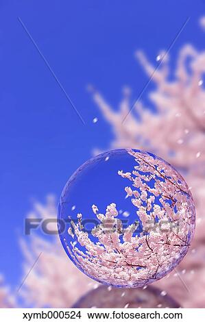 Glass globe and cherry blossoms View Large Photo Image Picture - Glass globe and cherry blossoms. Fotosearch