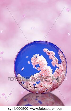 Stock Image - Glass globe and cherry blossoms. Fotosearch
