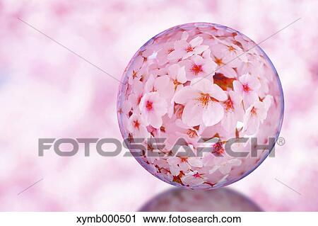 Glass globe and cherry blossoms View Large Photo Image Stock Image - Glass globe and cherry blossoms. Fotosearch
