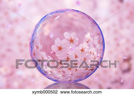 Glass globe and cherry blossoms View Large Photo Image Stock Image - Glass globe and cherry blossoms. Fotosearch